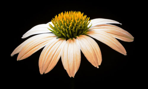 Close-up of yellow flower against black background