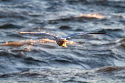 Seagull flying over sea