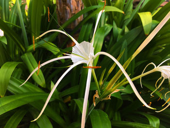 Close-up of plant