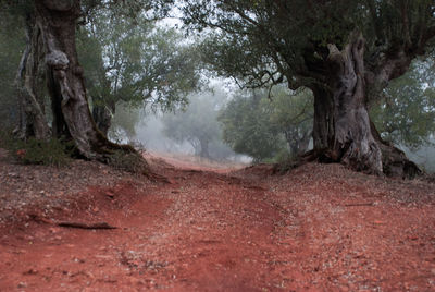 Trees on landscape