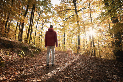 Man with dog in autumn forest on sunny day. rear view of pet owner during walk with labrador.