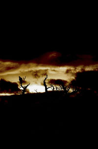 Silhouette of birds at sunset