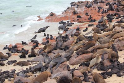 High angle view of birds on beach