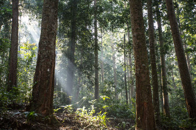 Sunlight streaming through trees in forest