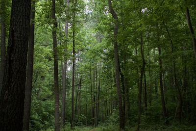 View of trees in forest