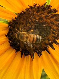 Close-up of honey bee on sunflower