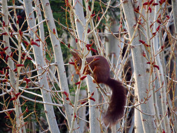 Close-up of bird perching on tree