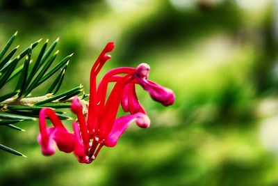 Close-up of red flower blooming outdoors