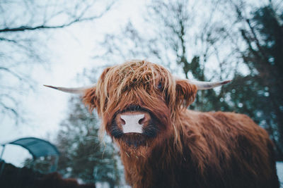 Close-up of a highland cow