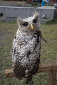 Close-up portrait of owl perching on wood