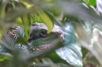 Close-up of a lizard