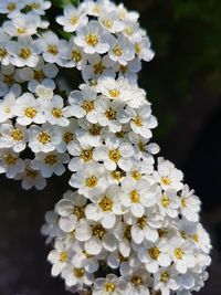 Close-up of flowers