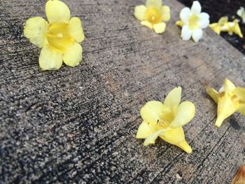 High angle view of yellow flowers