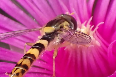 Close-up of bee pollinating on pink flower