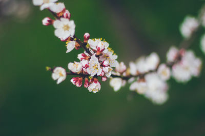 Close-up of pink cherry blossoms