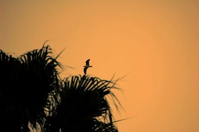 Low angle view of silhouette bird perching on palm tree against sky