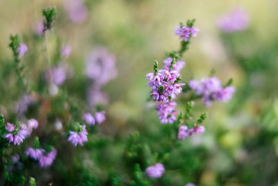 Close-up of purple flowering plants