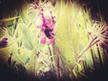 Plants growing on field