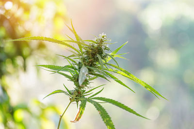 Close-up of plant against blurred background