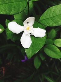 Close-up of white flower