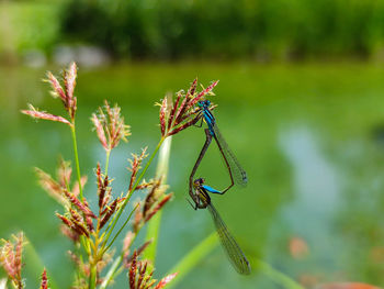 Close-up of insect on plant