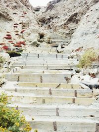 Flock of birds on rock