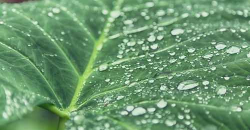 Close-up of raindrops on leaves