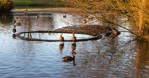 Reflection of bare trees in water