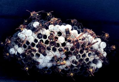 Close-up high angle view of crab