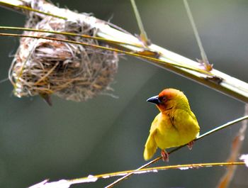 Close-up of bird perching on branch