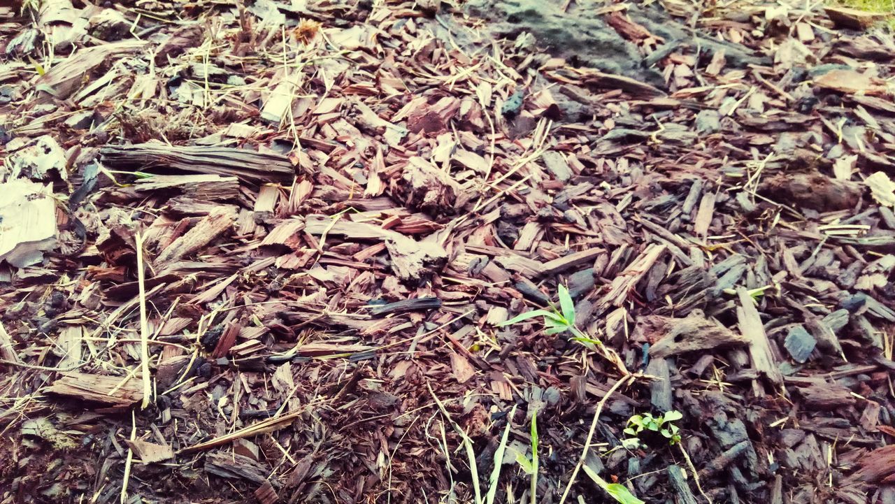 HIGH ANGLE VIEW OF DRIED PLANT ON LAND