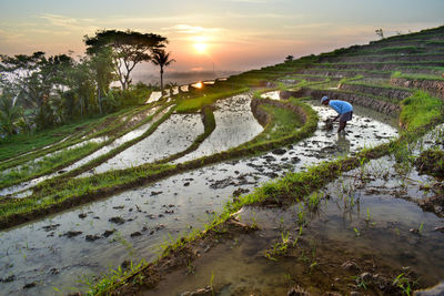 Man working on rice paddy during sunset
