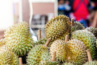 Close-up of cactus growing in market