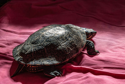 Close-up of turtle on bed