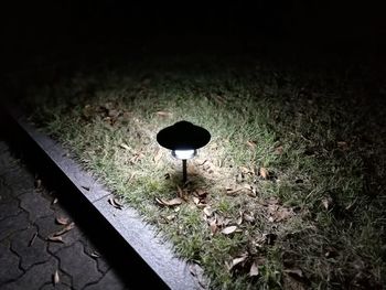 High angle view of bird on grass