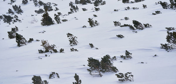 Scenic view of snow covered land and trees