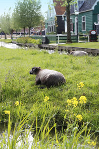 Sheep in a field