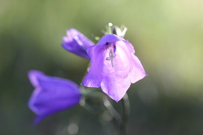 Close-up of purple flower blooming