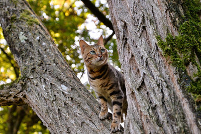 Bengal cat perched in the trees
