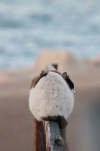 Close-up of sheep on wooden post