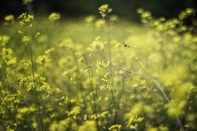 View of yellow flowering plants