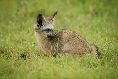 Bat-eared fox sits on grass looking back