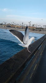 View of birds on frozen beach
