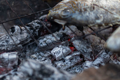 Close-up of lizard