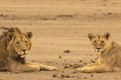 A mating pair of african lions sitting in the field 