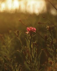 Close-up of pink flower blooming in field