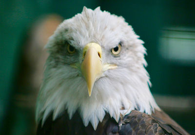 Close-up portrait of eagle against blurred background