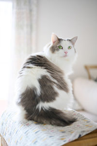 White cat sitting on small shelf looking backwards