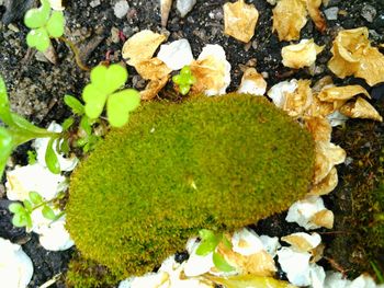 Plants growing on field