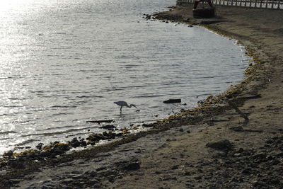 High angle view of birds on beach